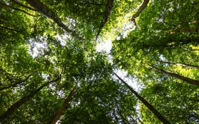 a tree canopy